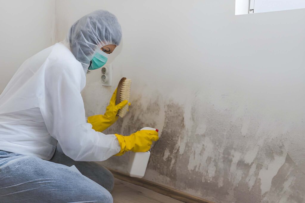 Damp and mould remediation